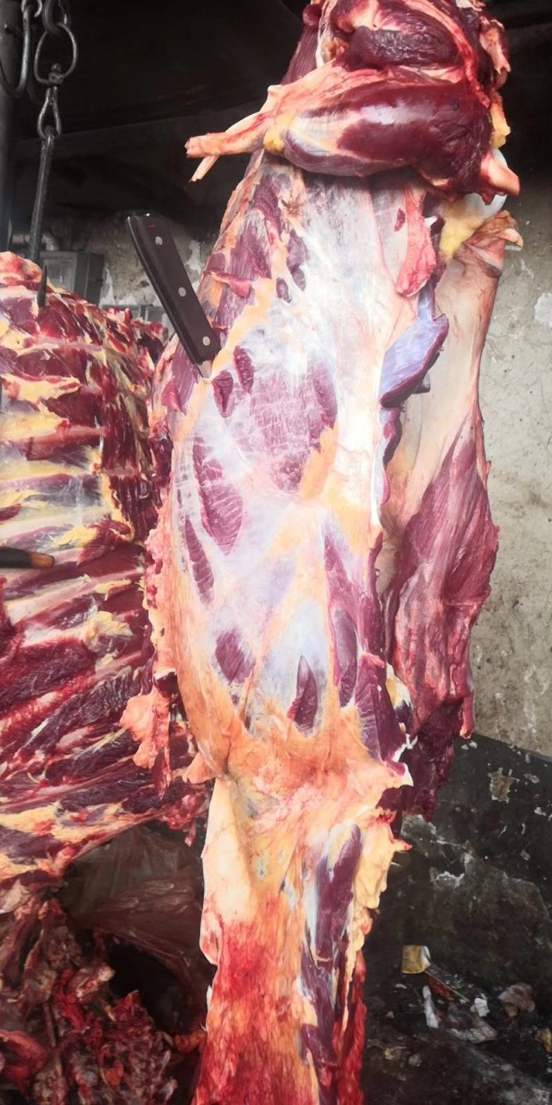 牛肉牛肉牛肉新鲜牛肉高原藏牦牛肉