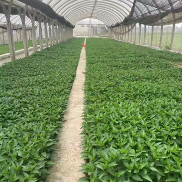 朝天椒大果型辣椒苗辣椒苗朝天椒苗线椒苗