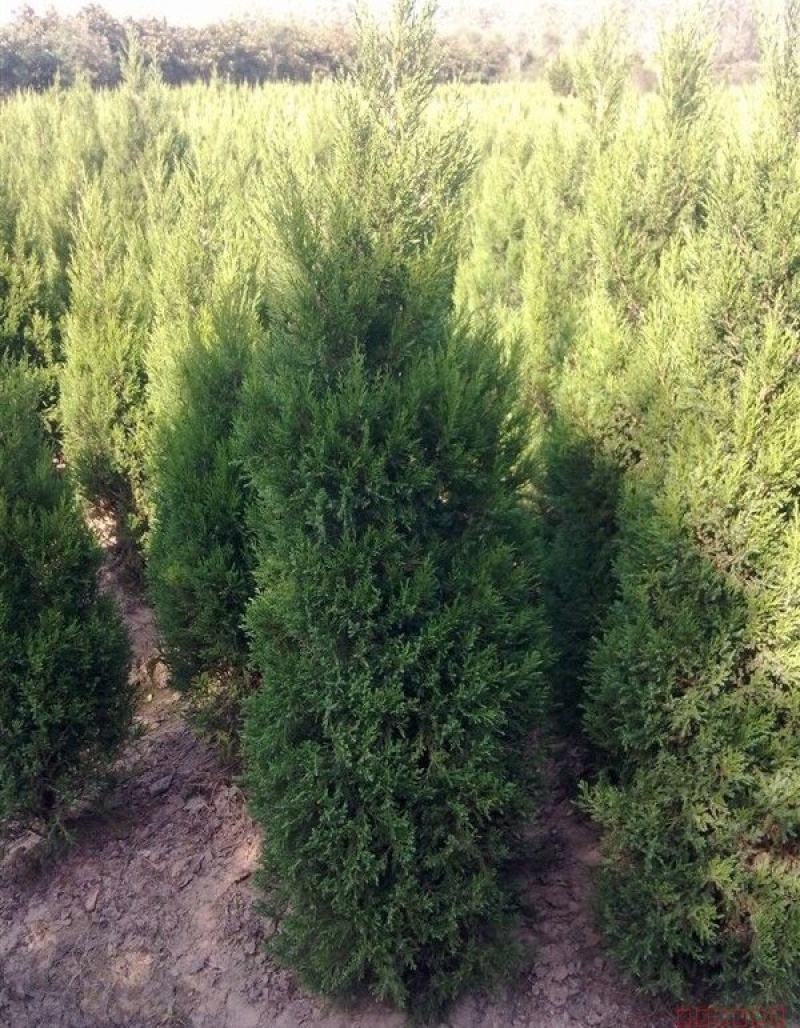 蜀侩小苗侩柏苗大小松树苗量大优惠农户直销
