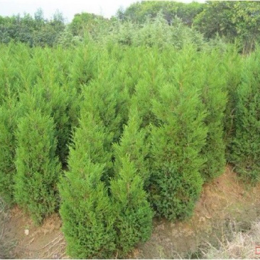 蜀侩小苗侩柏苗大小松树苗量大优惠农户直销