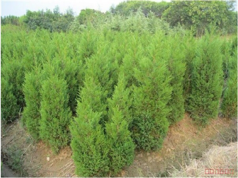 蜀侩小苗侩柏苗大小松树苗量大优惠农户直销