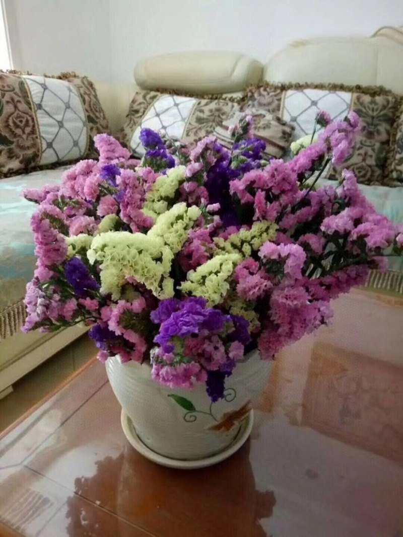 勿忘我干花批发云南鲜花按斤卖可一件代发社区团购平台对接
