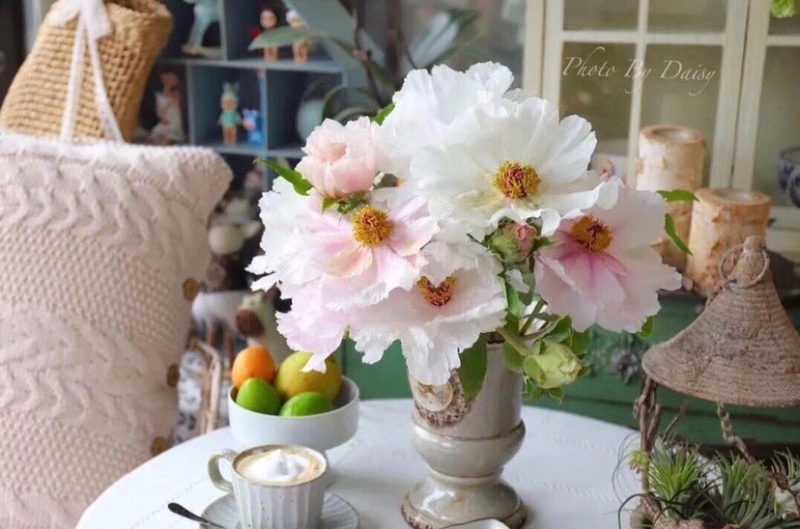 一件代发包邮油画牡丹鲜切花一扎10支云南鲜花直发招代理