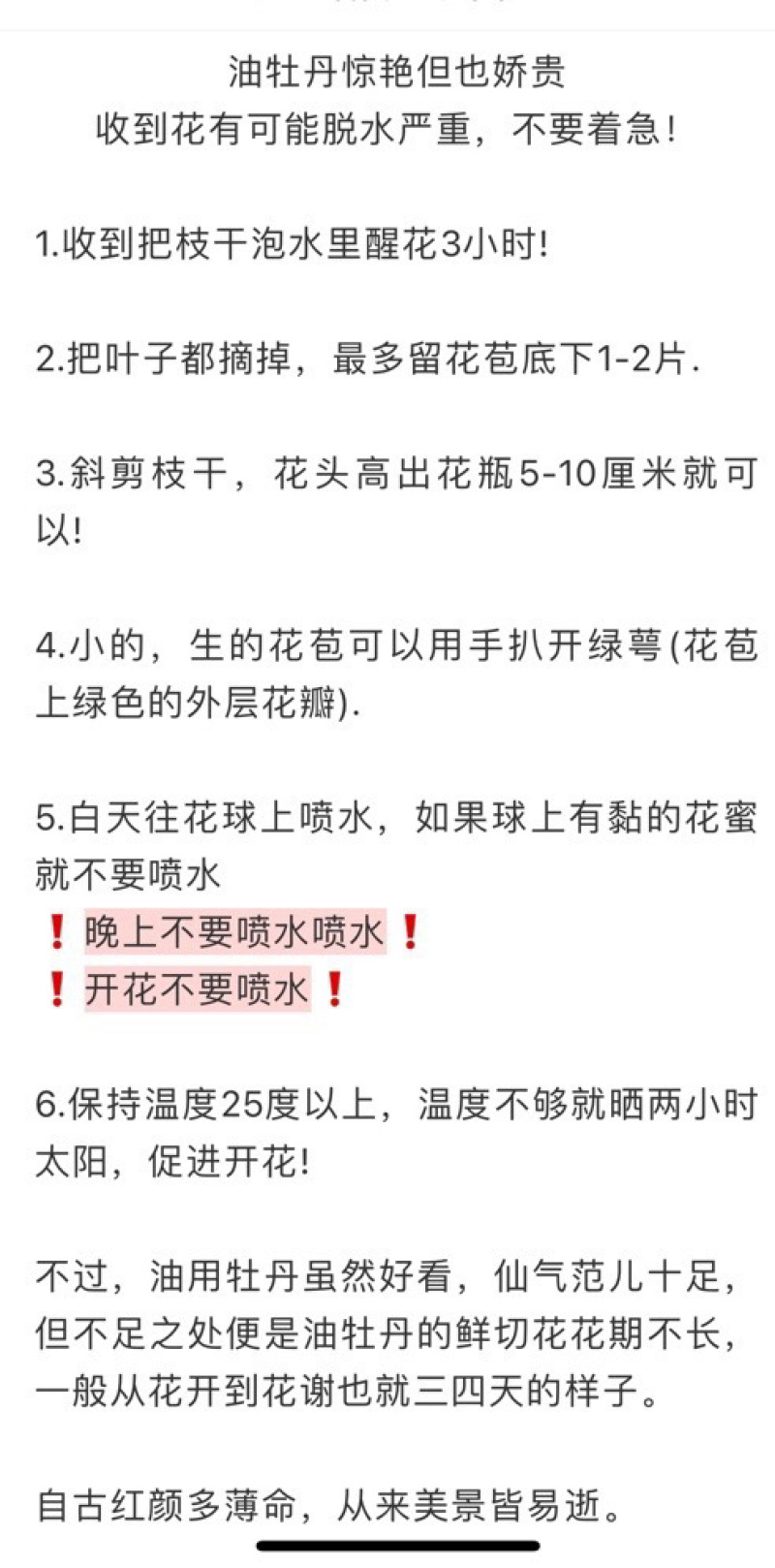 一件代发包邮油画牡丹鲜切花一扎10支云南鲜花直发招代理