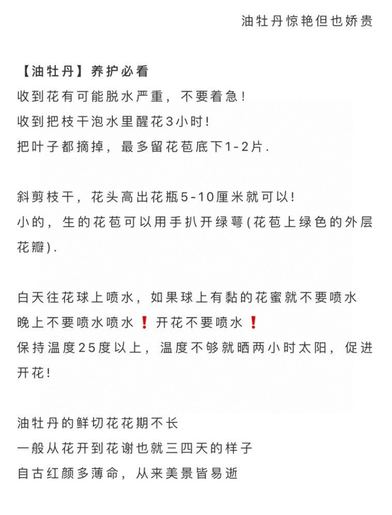 一件代发包邮油画牡丹鲜切花一扎10支云南鲜花直发招代理
