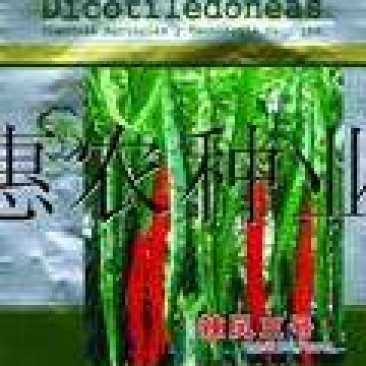 辣椒苗朝天椒线椒苗
