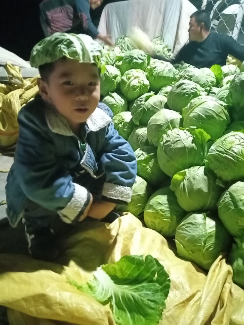 西葫甘兰都已经上市了