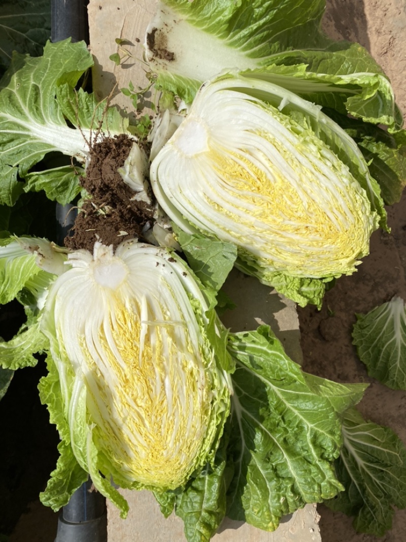 云南高山大白菜，均颗两公斤左右。一次交易，终身朋友。