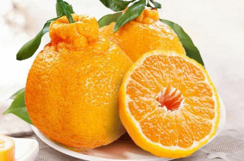不知火丑橘，口感脆甜，味道好，无冻伤，商品果，果面干净