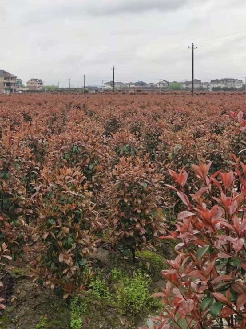 红叶石楠柱子大量供应