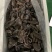 乌参残参大量生产加工，欢迎订购各种规格海参，整只、切段