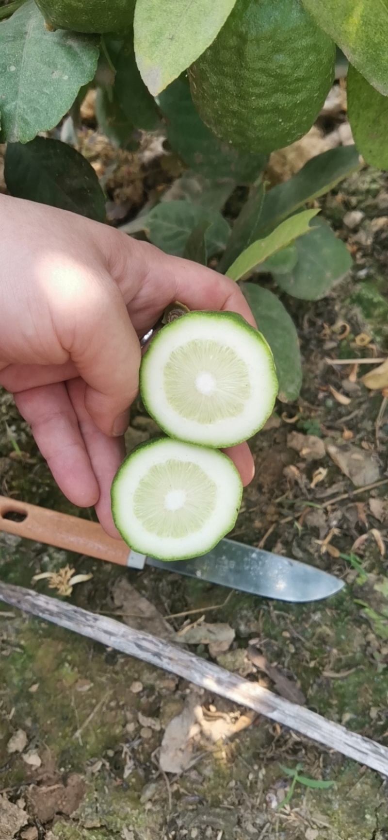 广东广州香水柠檬无籽