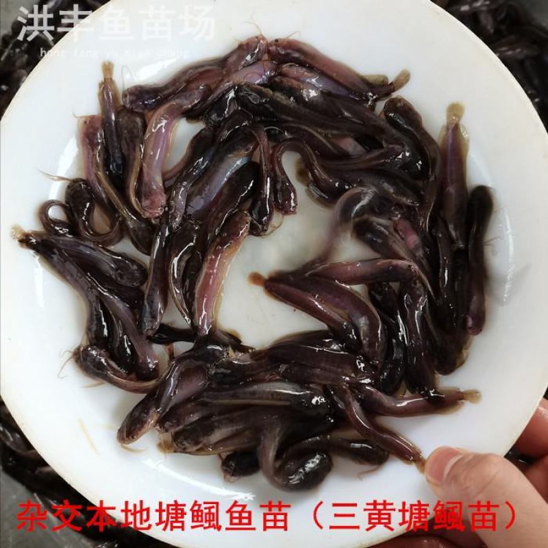 本地塘鲺鱼苗、杂交三黄塘鲺鱼苗渔场直发、欢迎订购