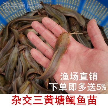 本地塘鲺鱼苗、杂交三黄塘鲺鱼苗渔场直发、欢迎订购