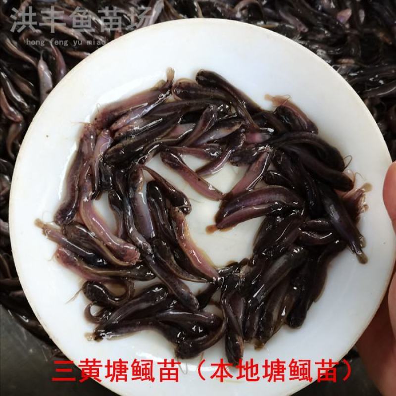 本地塘鲺鱼苗、杂交三黄塘鲺鱼苗渔场直发、欢迎订购