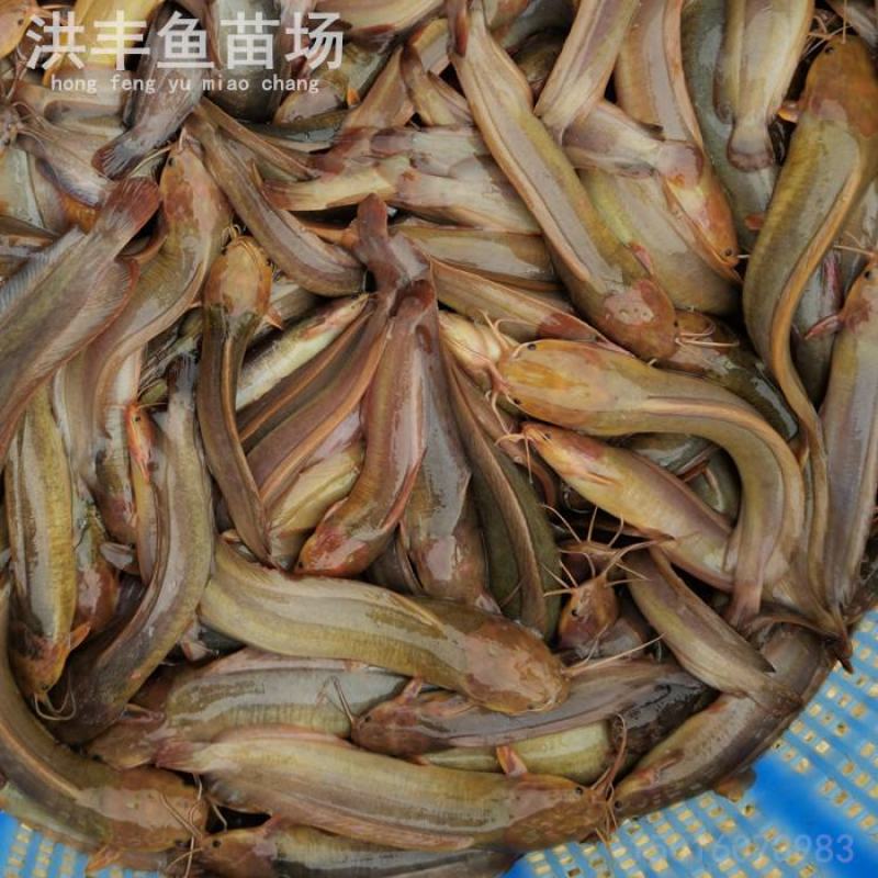 本地塘鲺鱼苗、杂交三黄塘鲺鱼苗渔场直发、欢迎订购
