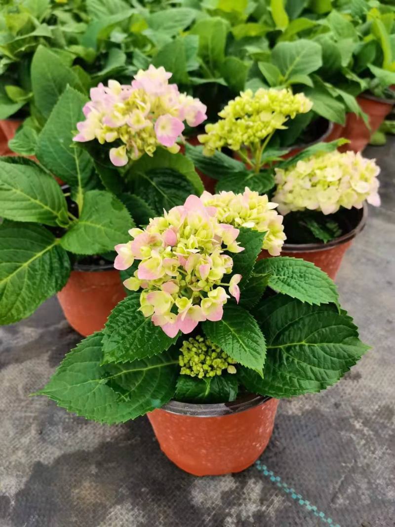 绣球花（无尽夏）八仙花/基地直发货/品种齐全/价格实惠