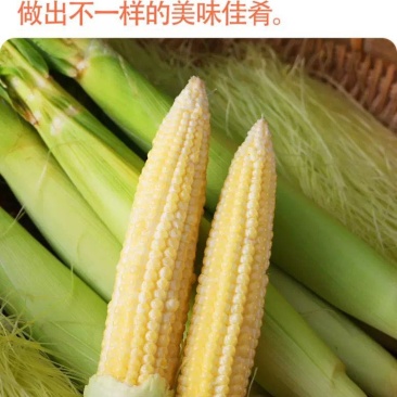 无农药现摘甜玉米笋迷你小玉米水果玉米新鲜沙拉蔬菜食材包邮