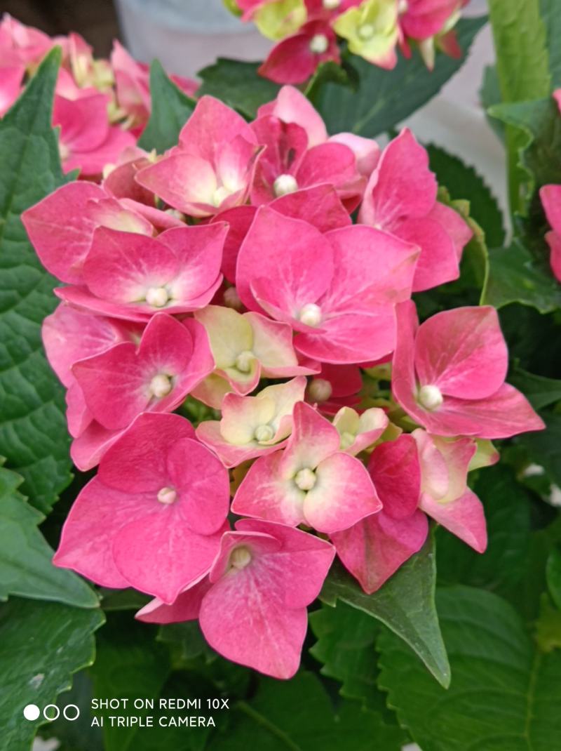 绣球花（无尽夏）八仙花/基地直发货/品种齐全/价格实惠