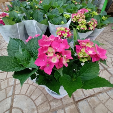绣球花（无尽夏）八仙花/基地直发货/品种齐全/价格实惠