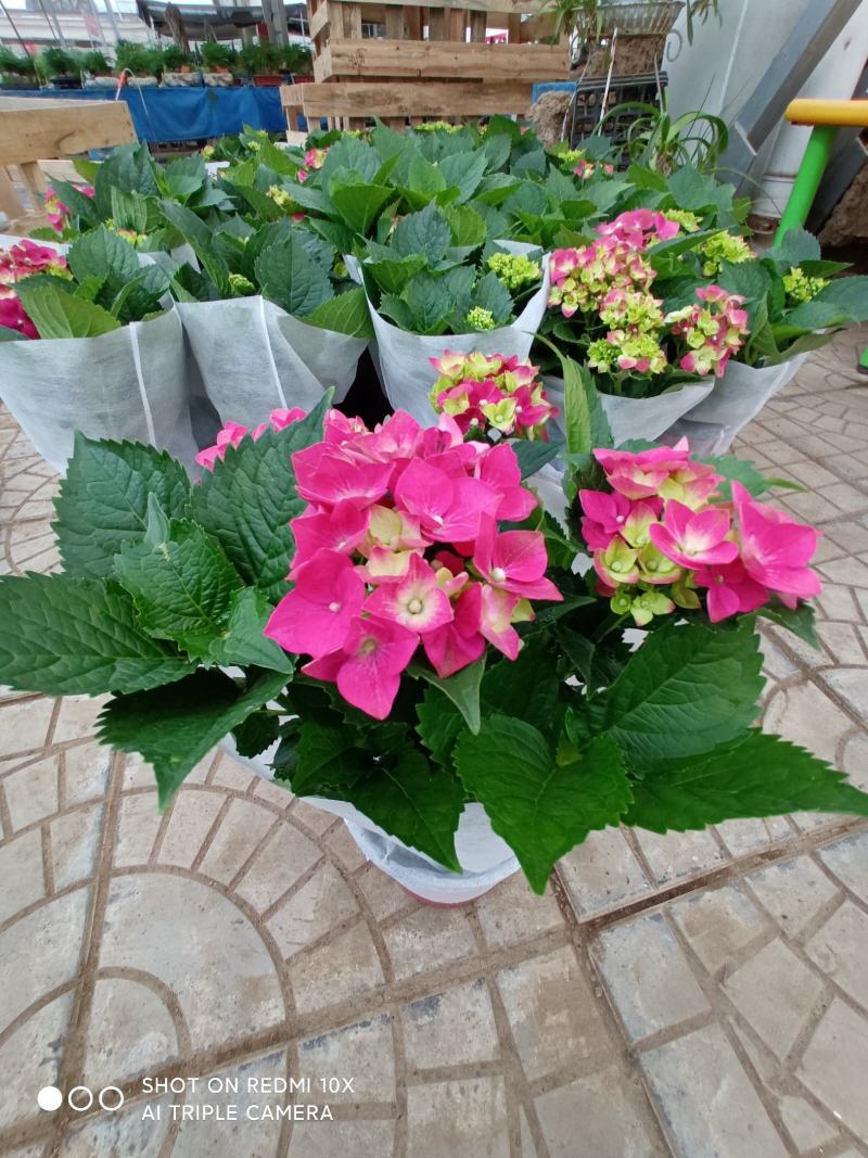 绣球花（无尽夏）八仙花/基地直发货/品种齐全/价格实惠