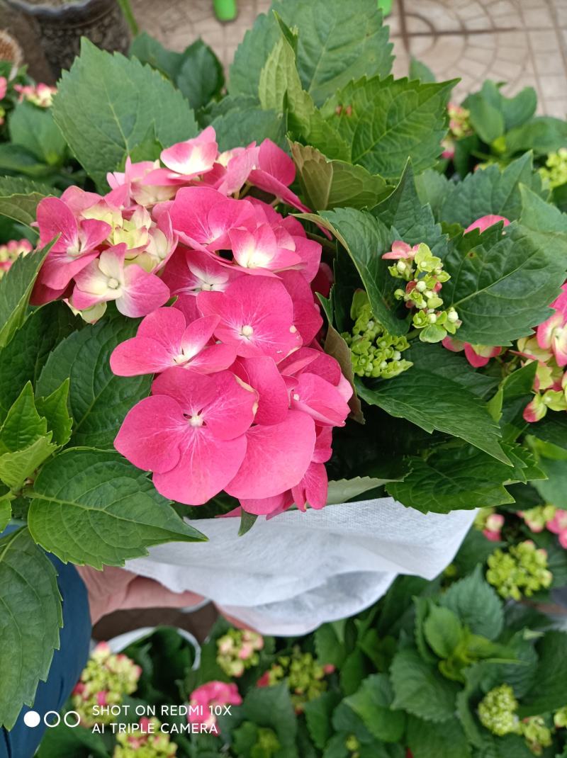 绣球花（无尽夏）八仙花/基地直发货/品种齐全/价格实惠
