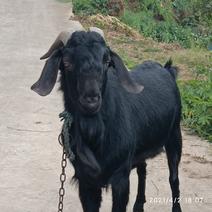 金堂努比亚黑山羊系列肉羊全年有货！全国代发，欢迎咨询