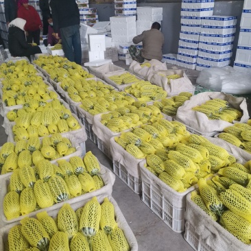 寿光博洋9新品上市大量供应甜度高品质保证