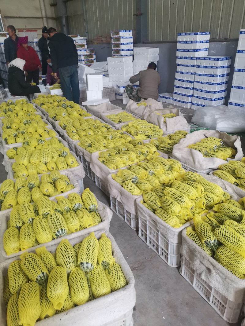 寿光博洋9新品上市大量供应甜度高品质保证