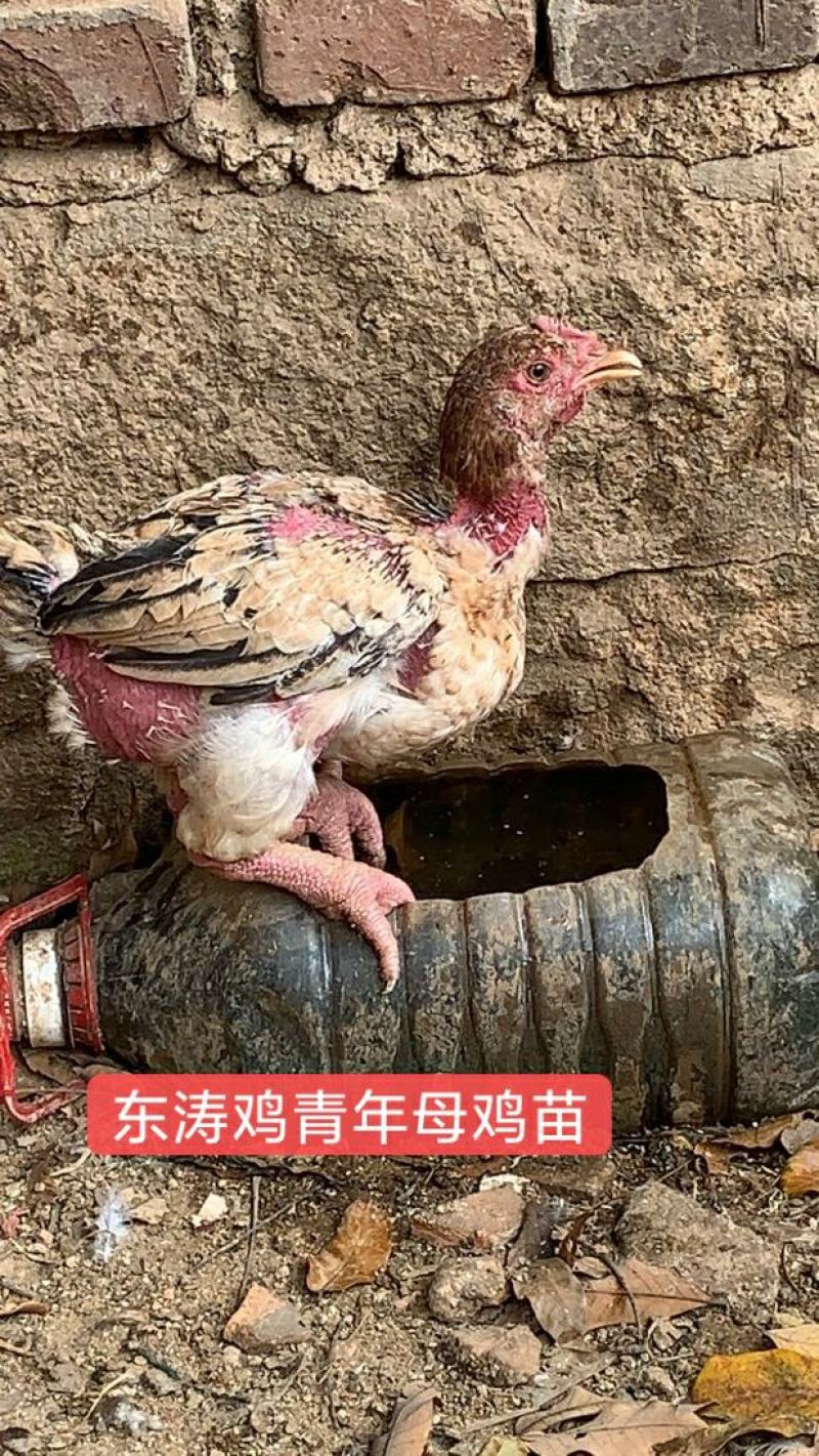 东涛鸡种蛋包100%受精10个起包邮