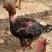 东涛鸡种蛋包100%受精10个起包邮