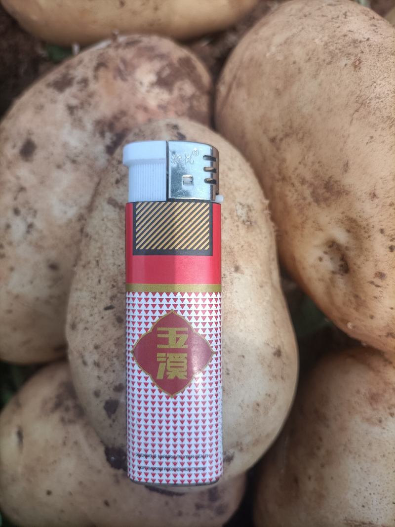 土豆丽薯6号云南省红河州开远