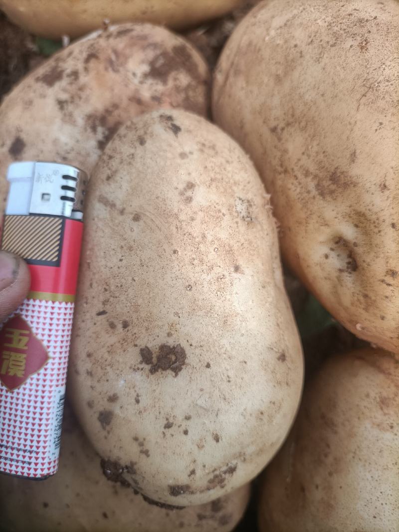 土豆丽薯6号云南省红河州开远