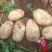 土豆丽薯6号云南省红河州开远
