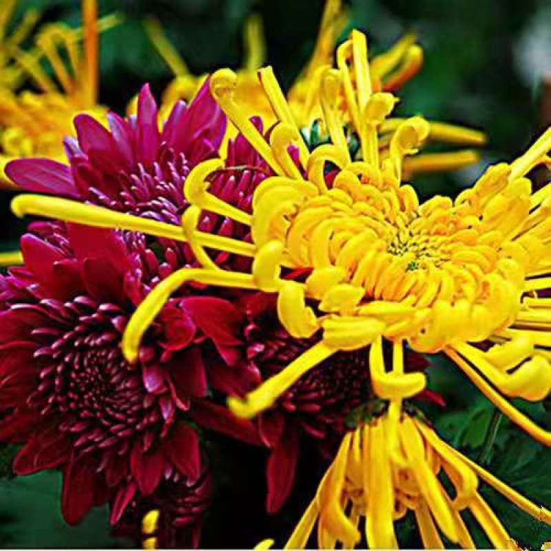 菊花苗菊花盆栽四季开花室内外阳台庭院植物盆栽花苗大菊花九