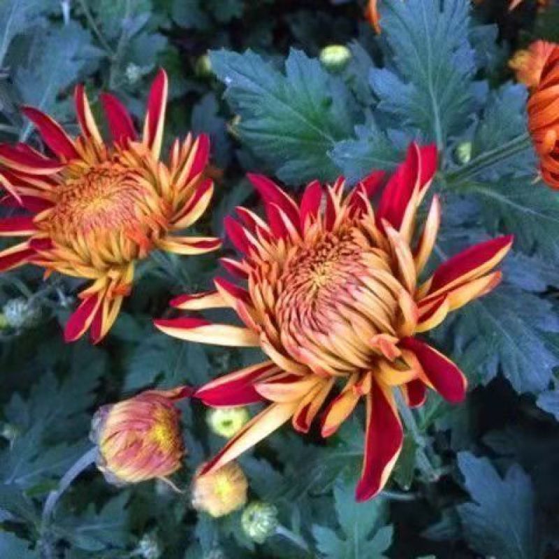 菊花苗菊花盆栽四季开花室内外阳台庭院植物盆栽花苗大菊花九