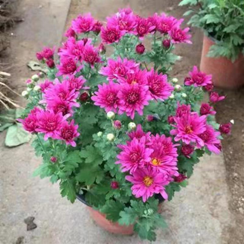 菊花苗菊花盆栽四季开花室内外阳台庭院植物盆栽花苗大菊花九