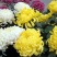 菊花苗菊花盆栽四季开花室内外阳台庭院植物盆栽花苗大菊花九