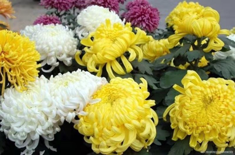 菊花苗菊花盆栽四季开花室内外阳台庭院植物盆栽花苗大菊花九