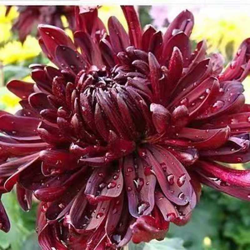 菊花苗菊花盆栽四季开花室内外阳台庭院植物盆栽花苗大菊花九