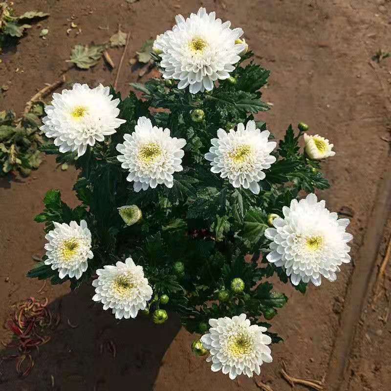 菊花苗菊花盆栽四季开花室内外阳台庭院植物盆栽花苗大菊花九