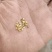 野生精品红芪种子，发芽率95%以上，质量保证