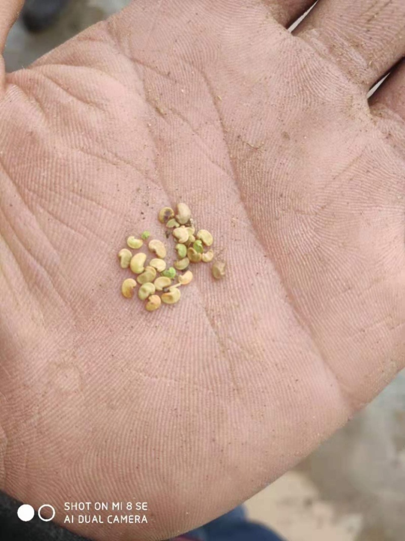 野生精品红芪种子，发芽率95%以上，质量保证
