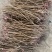 野生精品红芪种子，发芽率95%以上，质量保证