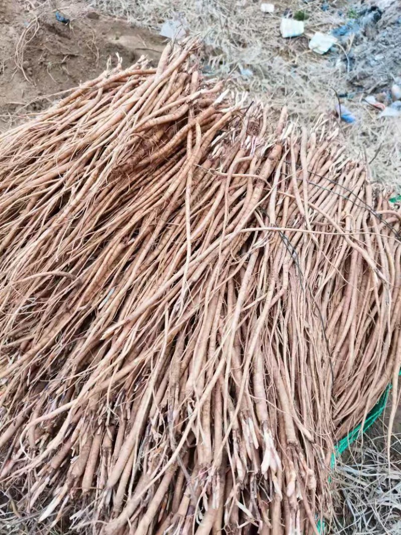野生精品红芪种子，发芽率95%以上，质量保证