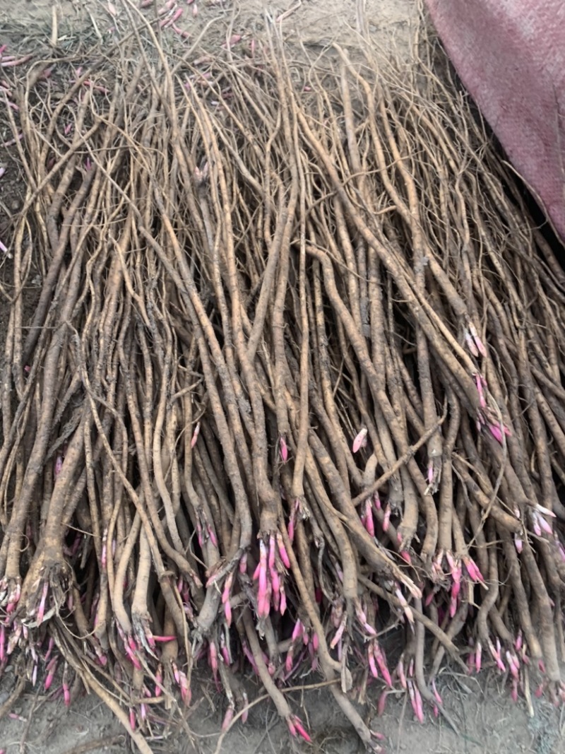 野生精品红芪种子，发芽率95%以上，质量保证