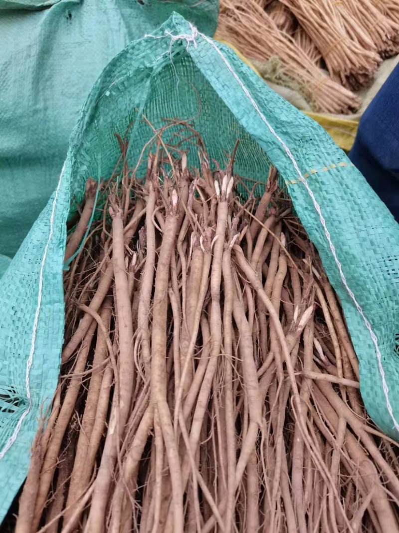 野生精品红芪种子，发芽率95%以上，质量保证