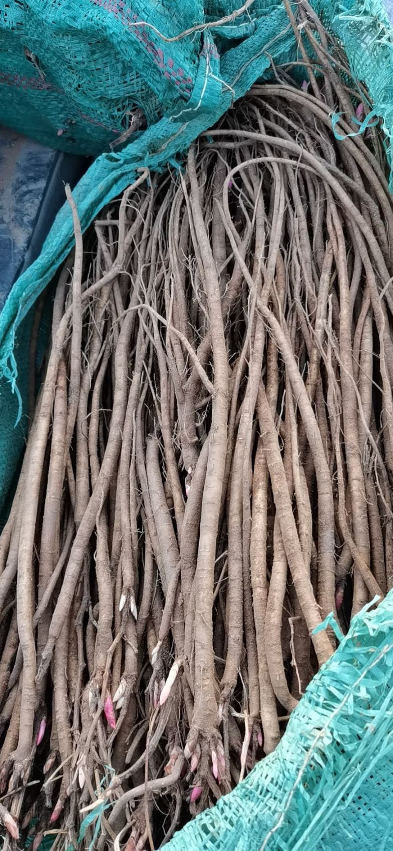 野生精品红芪种子，发芽率95%以上，质量保证
