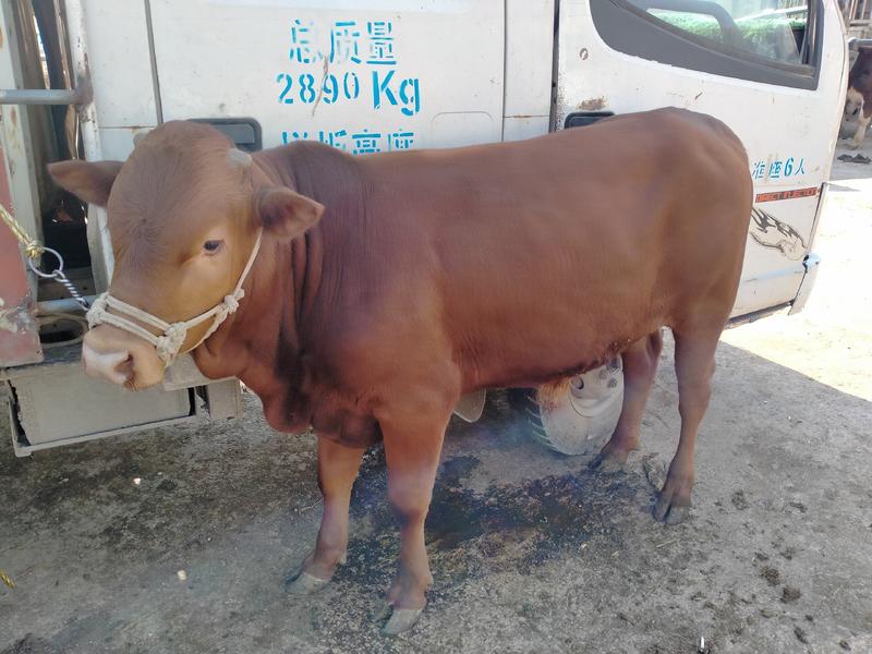贵州威宁高原小黄牛，农户散养，适应环境快，价格优惠。