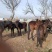 【肉骡】甘肃产地驼骡肉骡基地直发品种齐全全国发
